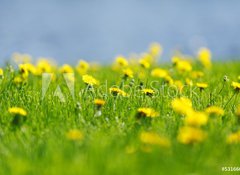 Samolepka flie 100 x 73, 53166656 - Yellow dandelions - lut pampeliky