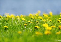 Samolepka flie 145 x 100, 53166656 - Yellow dandelions