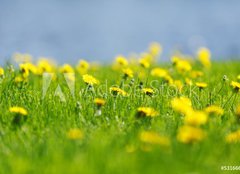 Fototapeta plátno 160 x 116, 53166656 - Yellow dandelions - Žluté pampelišky