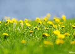 Fototapeta160 x 116  Yellow dandelions, 160 x 116 cm