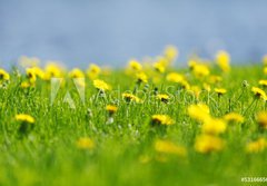 Fototapeta184 x 128  Yellow dandelions, 184 x 128 cm