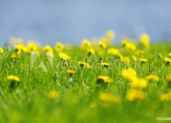 Fototapeta200 x 144  Yellow dandelions, 200 x 144 cm