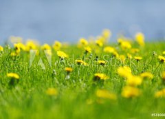 Samolepka flie 200 x 144, 53166656 - Yellow dandelions