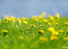 Fototapeta papr 254 x 184, 53166656 - Yellow dandelions