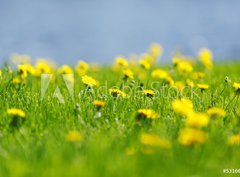 Fototapeta330 x 244  Yellow dandelions, 330 x 244 cm