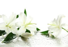 Fototapeta papr 184 x 128, 53176828 - Beautiful lily, isolated on white