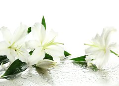 Fototapeta254 x 184  Beautiful lily, isolated on white, 254 x 184 cm