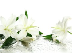 Samolepka flie 270 x 200  Beautiful lily, isolated on white, 270 x 200 cm