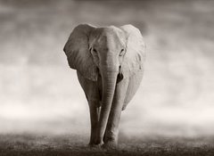 Fototapeta vliesov 100 x 73, 53182375 - Elephant