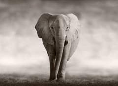 Samolepka flie 100 x 73, 53182375 - Elephant