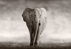 Samolepka flie 145 x 100, 53182375 - Elephant