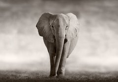 Fototapeta papr 184 x 128, 53182375 - Elephant