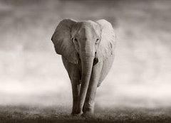 Fototapeta200 x 144  Elephant, 200 x 144 cm