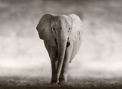 Fototapeta pltno 240 x 174, 53182375 - Elephant