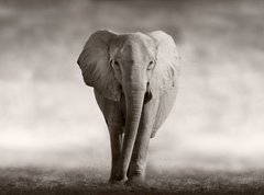 Fototapeta vliesov 270 x 200, 53182375 - Elephant