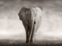 Samolepka flie 270 x 200, 53182375 - Elephant