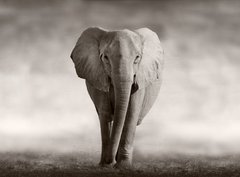 Fototapeta330 x 244  Elephant, 330 x 244 cm