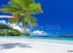 Samolepka flie 100 x 73, 53260396 - cocotier pench sur plage des Seychelles - Cocotier pench sur plage des Seychely