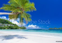 Fototapeta174 x 120  cocotier pench sur plage des Seychelles, 174 x 120 cm