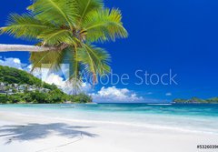 Fototapeta184 x 128  cocotier pench sur plage des Seychelles, 184 x 128 cm