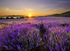 Samolepka flie 100 x 73, 53493783 - Sunset over lavender field - Zpad slunce nad levandulov pole