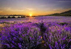 Fototapeta pltno 174 x 120, 53493783 - Sunset over lavender field