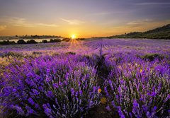 Fototapeta papr 184 x 128, 53493783 - Sunset over lavender field