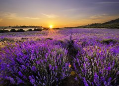 Samolepka flie 200 x 144, 53493783 - Sunset over lavender field