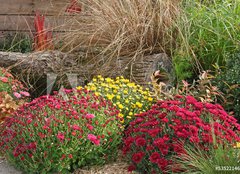 Fototapeta pltno 240 x 174, 53522146 - chrysanthmes en massif