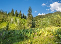 Fototapeta vliesov 100 x 73, 53756433 - Nature of  green trees and blue sky, near Medeo in Kazakhstan