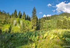 Samolepka flie 145 x 100, 53756433 - Nature of  green trees and blue sky, near Medeo in Kazakhstan