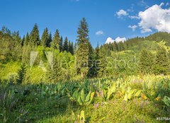 Fototapeta160 x 116  Nature of green trees and blue sky, near Medeo in Kazakhstan, 160 x 116 cm