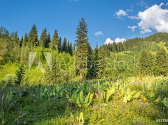 Fototapeta vliesov 270 x 200, 53756433 - Nature of  green trees and blue sky, near Medeo in Kazakhstan