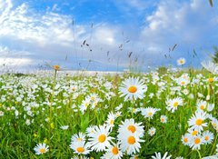 Samolepka flie 100 x 73, 54073835 - many chamomile flowers over blue sky