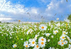 Fototapeta145 x 100  many chamomile flowers over blue sky, 145 x 100 cm