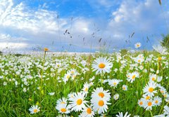 Fototapeta184 x 128  many chamomile flowers over blue sky, 184 x 128 cm