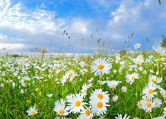 Samolepka flie 200 x 144, 54073835 - many chamomile flowers over blue sky