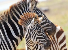 Samolepka flie 100 x 73, 54195512 - Baby zebra with mother - Baby zebra s matkou