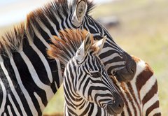 Samolepka flie 145 x 100, 54195512 - Baby zebra with mother
