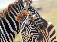 Samolepka flie 270 x 200, 54195512 - Baby zebra with mother