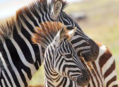 Fototapeta papr 360 x 266, 54195512 - Baby zebra with mother