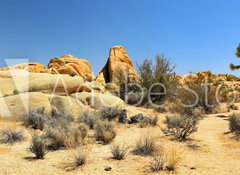 Samolepka flie 100 x 73, 54332730 - Joshua Tree