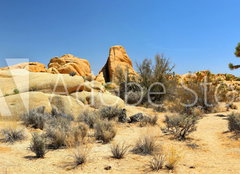 Fototapeta papír 160 x 116, 54332730 - Joshua Tree