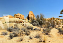 Fototapeta pltno 174 x 120, 54332730 - Joshua Tree