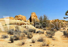 Fototapeta papr 184 x 128, 54332730 - Joshua Tree