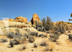 Fototapeta papr 254 x 184, 54332730 - Joshua Tree