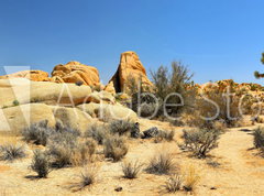 Fototapeta pltno 330 x 244, 54332730 - Joshua Tree