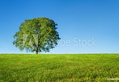 Fototapeta174 x 120  Green tree and blue sky, 174 x 120 cm