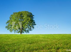 Samolepka flie 270 x 200, 54481754 - Green tree and blue sky - Zelen strom a modr obloha
