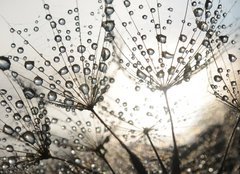 Fototapeta160 x 116  Dandelion seeds with dew drops, 160 x 116 cm